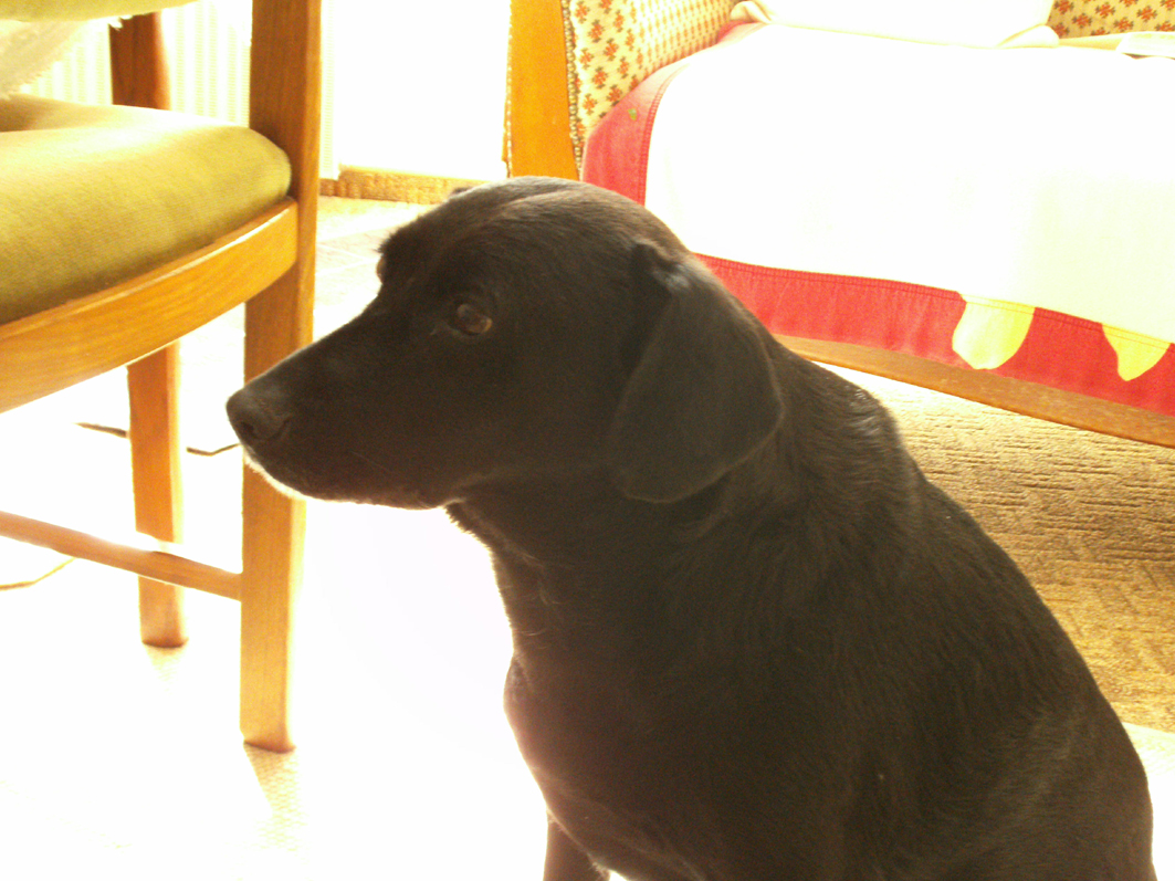 Coco - Vorbeugende Therapie zu Hause.jpg (1063 x 797)